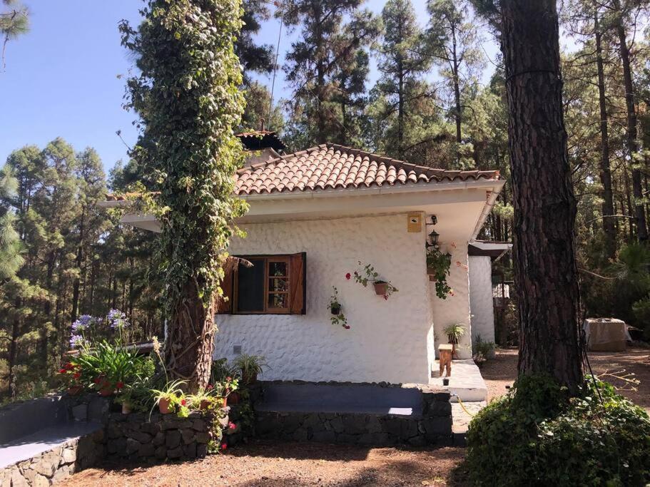 Floral Garden House Villa Icod De Los Vinos Eksteriør billede
